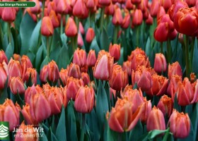 Tulipa Orange Passion (2)